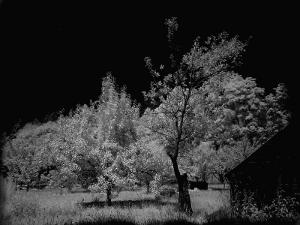 stromy na infračervené fotografii